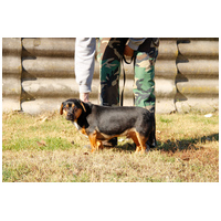 Kópé, 2 éves ivartalanított kan #3