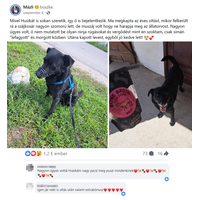 Food Studio fűvel táplált marha csontleves #8