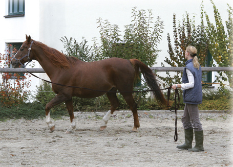 Kerbl futószár több színben szilárd gurtni anyagból