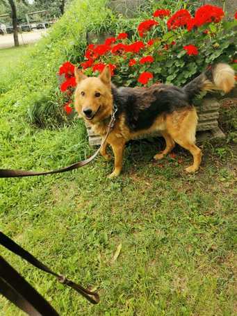 Sajó, 3 éves, 51 cm magas, németjuhász keverék, kan