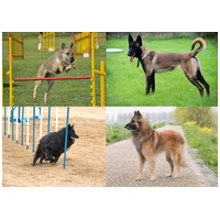 Belga juhászkutya fajták: malinois, groenendael, tervuren, laekenois