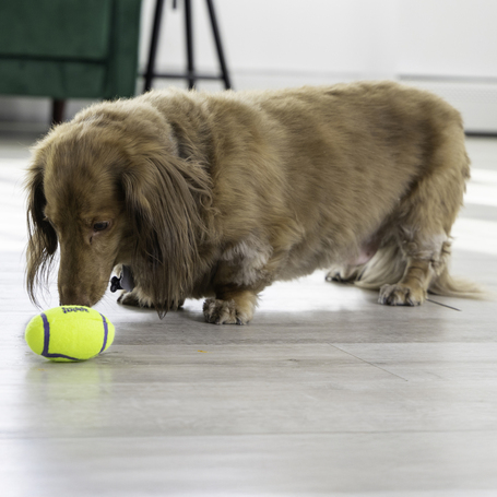 Kong AirDog Squeaker Football