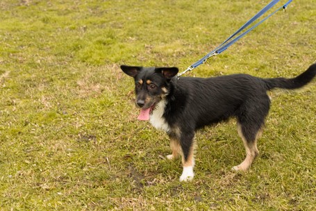 Borzas, két éves, kan