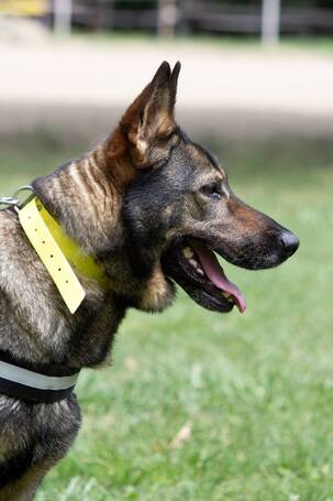 Lady, ivartalanított szuka