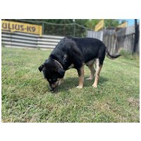 Scotty, 6 éves, 43 cm magas, kan #4