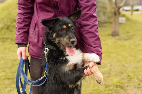 Borzas, két éves, kan