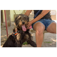 Kócos, 1 éves, kan #5