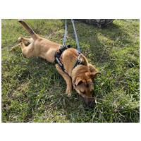 Kelly, 10 hónapos, szuka #4