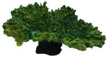 Tányér korall akvárium dekoráció