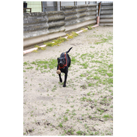 Lilien kutyus gazdit keres #14