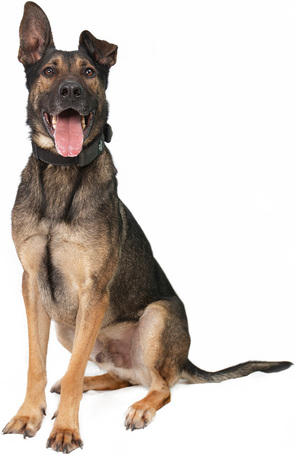 Kajla, 4 éves, 65 cm magas, kan