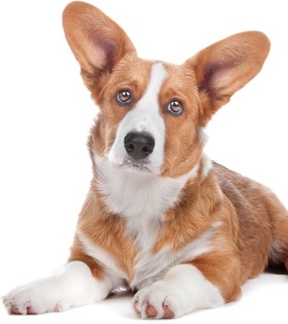 Pro-Nutrition Prestige Adult Medium