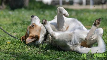 Foltos, 6 éves, 46 cm magas, kan