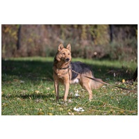 Sajó, 3 éves, 51 cm magas, németjuhász keverék, kan #5