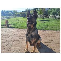 Lady, ivartalanított szuka #4