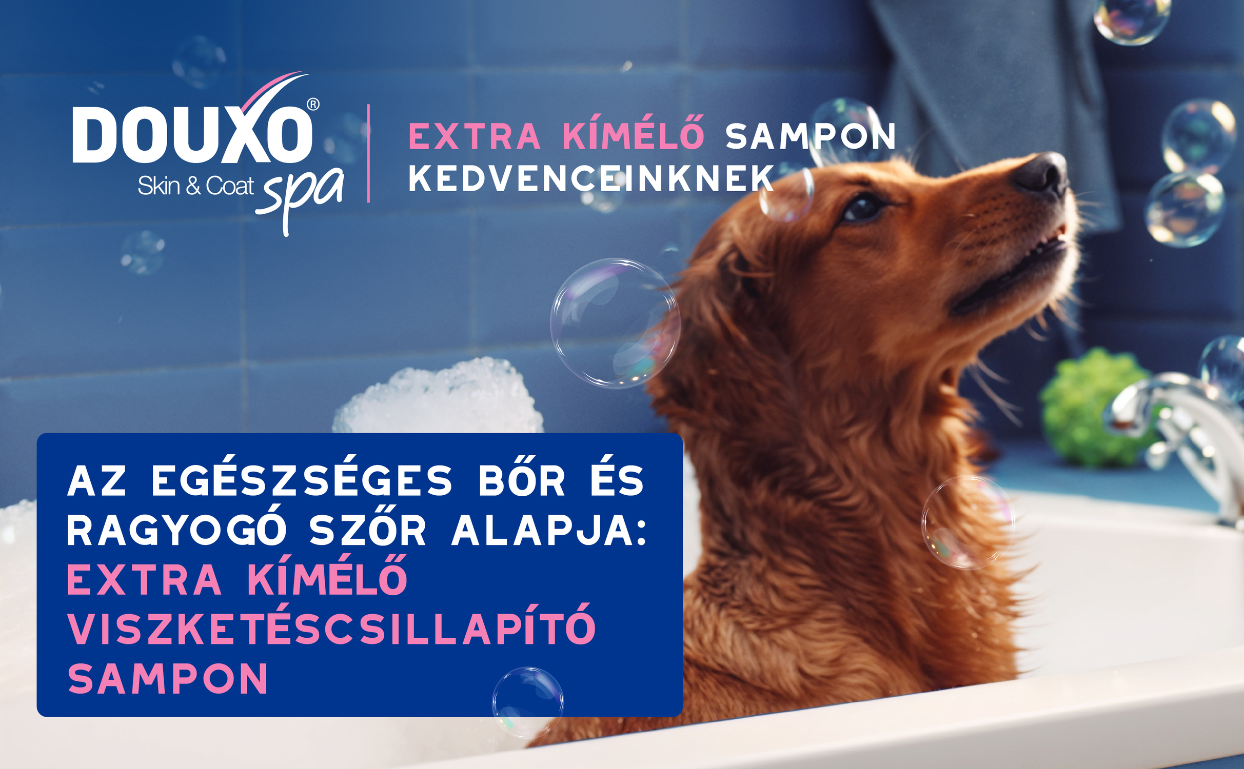 Douxo Spa viszketéscsillapító sampon kutyáknak érzékeny bőrre