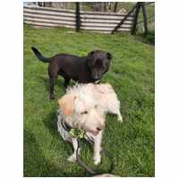 Aranyka, ivartalanított szuka kutyus #13