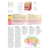 Dermato bőrtápláló olaj kutyáknak és macskáknak #8