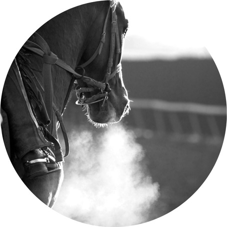 Légúti problémák kezelése lovaknál