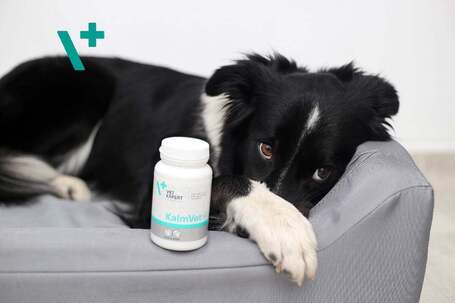 Vet Expert KalmVet