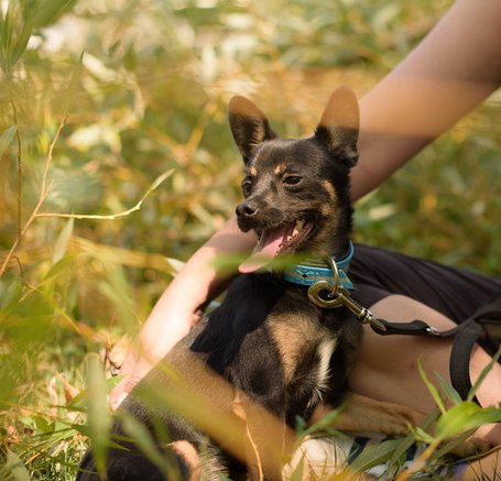 Gézu, egy éves, kan