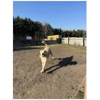 Sziszike, 8 éves, ivartalanított szuka kutyus #5