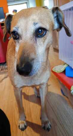 Bubu, 10 éves, szuka