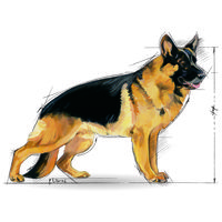 Royal Canin Maxi Adult 5+ | Nagytestű idősödő kutya száraz táp #12