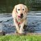 Trixie Dog Actvity MOT úszó gumi harang rövid kötéllel