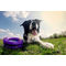 Puller Dog Fitness Ring - Cercuri pentru antrenament pentru câini