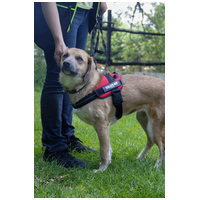 Kira, 2 éves szuka kutyus #3