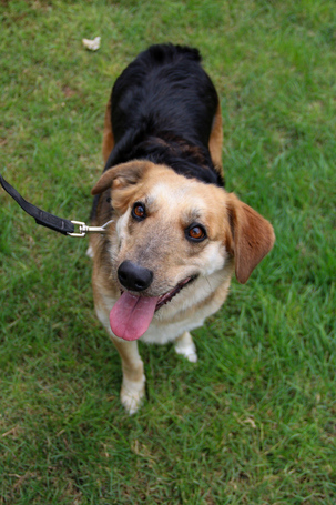 Sally, 5 éves ivartalanított szuka