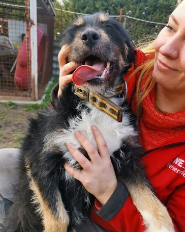 Borzas, két éves, kan