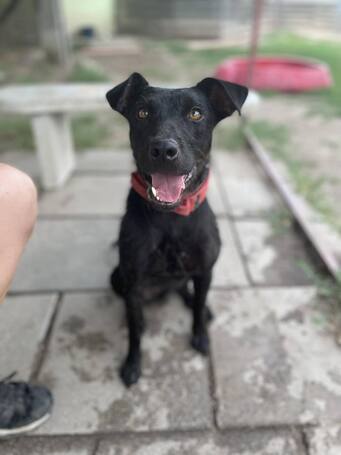 Lilien kutyus gazdit keres