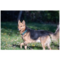 Sajó, 3 éves, 51 cm magas, németjuhász keverék, kan #6