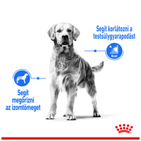 Royal Canin Medium Light Weight Care - Száraz táp hízásra hajlamos, közepes testű felnőtt kutyák részére #4