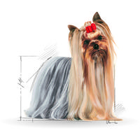 Royal Canin Yorkshire Terrier Adult - Yorkshire Terrier felnőtt kutya száraz táp #9