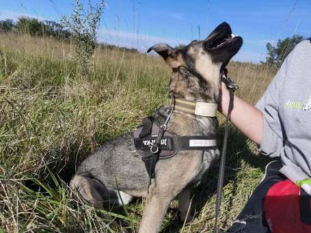 Kópé, 5 éves, 50 cm magas, kan