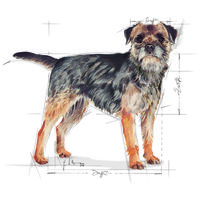 Royal Canin Mini Sterilised - Száraz táp ivartalanított, kistestű felnőtt kutyák részére #9