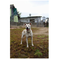 Alba, 1.5 éves ivartalanított szuka #4