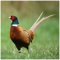 Food Studio organikus pulyka csontleves kisállatoknak #5