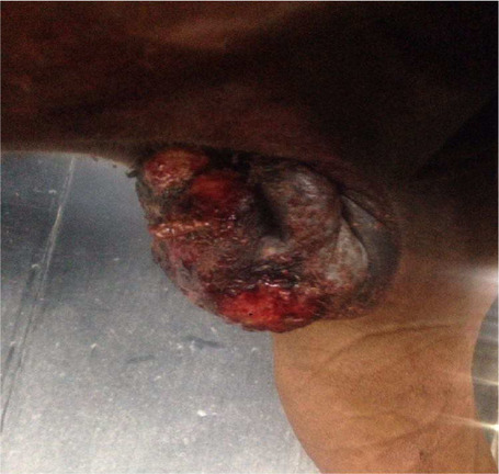 Union Bio SARCOPLANT bőrregeneráló krém szarkoidra lovaknak