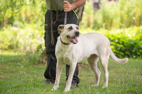 Honney, 10 éves, 65 cm magas szuka