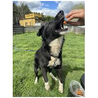 Drukker, ivartalanított kan kutya, gazdit keres #6