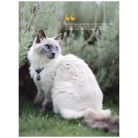 Ambrosia Cat Sterilised GF Fresh Turkey & Herring #8