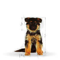 Royal Canin German Shepherd Junior - Német Juhász kölyök kutya száraz táp #10