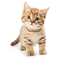 Eukanuba Cat Kitten Healthy Start - Hrană pentru pisicuțe