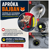 Hősök a csatornafedél alatt: megmentettek egy kis rókakölyköt!