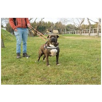 Suzy, négy éves, közepes méretű szuka #3