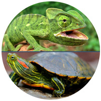 Exo Terra Crickets XL – Greieri mari fierți moi pentru reptile